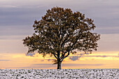Belaubte Eiche im Schnee auf einem Acker am Morgen, Siggen, Ostholstein, Schleswig-Holstein, Deutschland