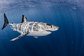 Mexico, Guadalupe Island, Great white shark (Carcharodon carcharias) in sea