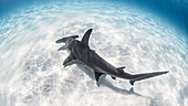 Bahamas, Hammerhead shark swimming in sea