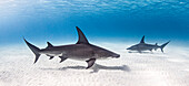Bahamas, Sharks swimming in sea
