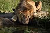A male lion, Panthera leo, drinks water from a dam while looking up