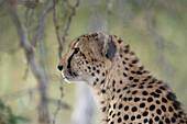 Ein Gepard (Acinonyx jubatus), blickt vor sich hin, Londolozi Wildlife Reservat, Südafrika