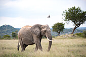Ein Elefant (Loxodonta africana), im Gras, darüber fliegend ein Trauerdrongo (Dicrurus adsimilis) in Farbe, Londolozi Wildlife Reservat, Südafrika