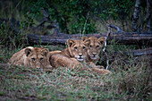 Three lion cubs, Panthera leo, lie together in the grass, direct gaze