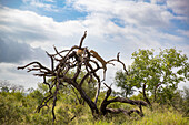 Zwei Leoparden, Panthera Pardus, klettern auf einen toten Baum, Londolozi Wildlife Reservat, Südafrika