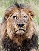 Ein männlicher Löwe, Panthera Leo, Porträt, direkter Blick,  Londolozi Wildlife Reservat, Südafrika