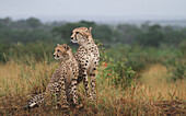 A cheetah cub and its mother, Acinonyx jubatus, sit together in long grass and turn to the side
