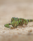 A Flap-necked Chameleon, Chamaeleo dilepis, walks across sand, close-up