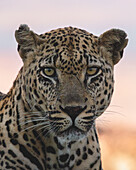 Ein männlicher Leopard, Panthera Pardus, Nahaufnahme, Porträt, direkter Blick, während des Sonnenuntergangs,  Londolozi Wildlife Reservat, Südafrika