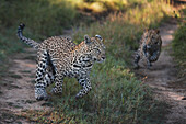 Eine Leopardin und ihr Junges, Panthera pardus, laufen zusammen auf einem Weg, Londolozi Wildlife Reservat, Südafrika