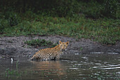 Ein Leopard, Panthera Pardus, steht im Wasser und blickt zurück, Londolozi Wildlife Reservat, Südafrika