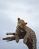 Ein Leopard, Panthera pardus, legt sich auf einen toten Baum und kaut auf dem Ast, Londolozi Wildlife Reservat, Südafrika