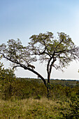 Ein Leopard, Panthera Pardus, steigt von einem Baum herab, Londolozi Wildlife Reservat, Südafrika