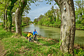 Two people cycling through avenue of plane trees on the Canal du Midi, near Castelnaudary, Canal du Midi, UNESCO World Heritage Canal du Midi, Occitania, France