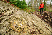 Woman hiking walking towards large fossil, Hauts de Chartreuse Nature Reserve, Chartreuse, Vercors, Savoie, Savoy, France