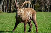 Ibex at Creux du Van, Swiss Jura, Neuchâtel, Switzerland