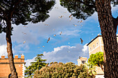Seemöven im Flug in der Stadt, Rom, Italien