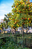 Orangenbäume am Palatin Hügel, Rom, Italien