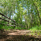 Footpath and fence in forest