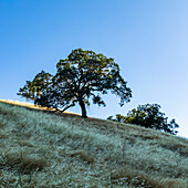 Usa, California, Walnut Creek, California oak trees on grassy hillsides in East Bay area
