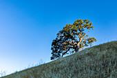United States, California, Walnut Creek, California oak trees on grassy hillsides