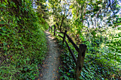Footpath and wooden fence at Dipsea Trail