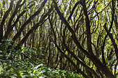 Forest between Mill Valley and Stinson Beach