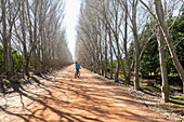 Teenage girl?(16-17) riding bicycle on tree lined road