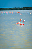 Mexiko, Celestun, rosa Flamingos im Wasser bei Reserva de la Biosfera Ria Celestun