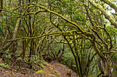 Lorbeerwald El Cedro im Nationalpark Garajonay, UNESCO Welterbe auf der Insel La Gomera, Kanarische Inseln, Spanien