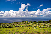 Landschaft im Biosphärenreservat El Sabinar, El Hierro, Kanarische Inseln, Spanien