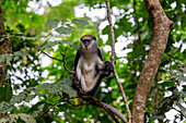 Monameerkatze im Boabeng-Fiema-Monkey Sanctuary  in der Bono East Region im Norden von Ghana in Westafrika