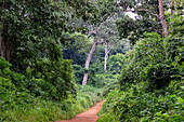Rainforest path in the Boabeng-Fiema-Monkey Sanctuary in the Bono East Region of northern Ghana in West Africa