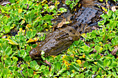 Krokodil im Hans Cottage Botel bei Cape Coast in der Central Region im Süden von Ghana in Westafrika