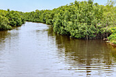 Mangrove landscape in the Ebi River Shelterbelt Forest Reserve in the Western Region of western Ghana in West Africa