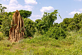Termite mounds in the savannah landscape at Kadelso on the Kintampo-Tamale road in the Bono East region in eastern Ghana in West Africa