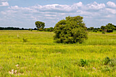 Savannenlandschaft bei Kadelso an der Straße von Kintampo nach Tamale in der Bono-East-Region im Osten von Ghana in Westafrika