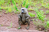 Baboon in the bush in Mole National Park in the Savannah Region of northern Ghana in West Africa