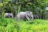 Elefanten beim Fressen im Busch im Mole National Park in der Savannah Region im Norden von Ghana in Westafrika
