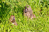 Female baboon with cub in the bush in Mole National Park in the Savannah Region of northern Ghana in West Africa