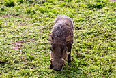 Warthog in Mole National Park in the Savannah region of northern Ghana in West Africa