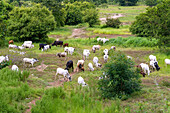 Cebu herd in the savannah near New Longoro in the Bono East Region of central Ghana in West Africa