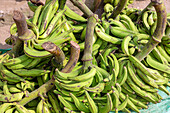 Street sale of plantains in Winneba in the Central Region of western Ghana in West Africa