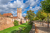 Mittelalterliche Stadtmauer von Obernai, Oberehnheim, Bas-Rhin, Route des Vins d'Alsace, Elsässer Weinstraße, Grand Est, Frankreich