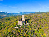 Ortenburg castle ruins near Chatenois, Sélestat, Bas-Rhin, Grand Est, Alsace-Champagne-Ardenne-Lorraine, France