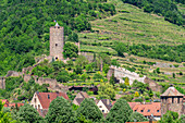 Burg Kaysersberg, Haut-Rhin, Route des Vins d'Alsace, Elsässer Weinstraße, Grand Est, Alsace-Champagne-Ardenne-Lorraine, Frankreich