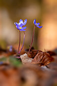 Hepatica in spring forest, Bavaria, Germany