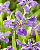 Dach-Schwertlilie (Iris tectorum)