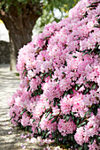 Rhododendron pink