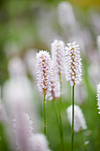 Schlangen-Knöterich (Persicaria bistorta) 'Superba'